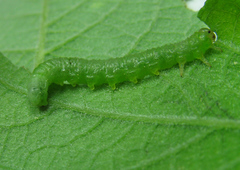 Euura viduata