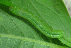 Euura viduata
