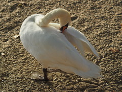 Cygnus olor