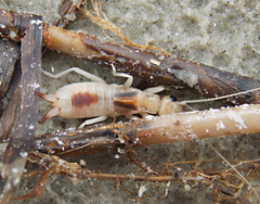 Labidura xanthopus
