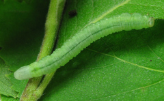Euura viduata