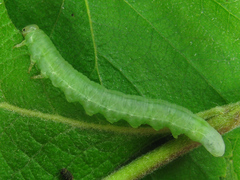 Euura viduata