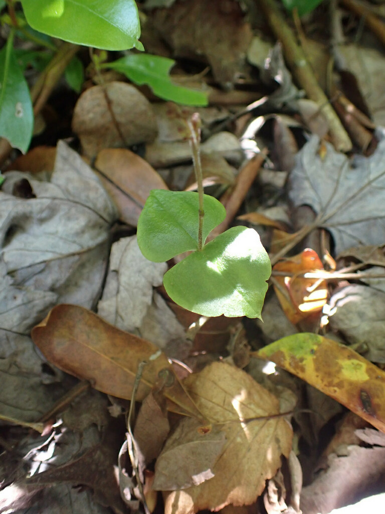 Neottia smallii