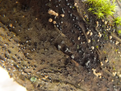 Cryptosporiopsis coryli image