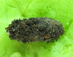 Euura viduata