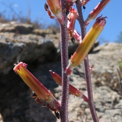 Adromischus filicaulis