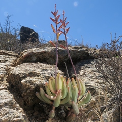 Adromischus filicaulis