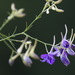 Forking Larkspur - Photo (c) Вячеслав Юсупов, some rights reserved (CC BY-NC), uploaded by Вячеслав Юсупов