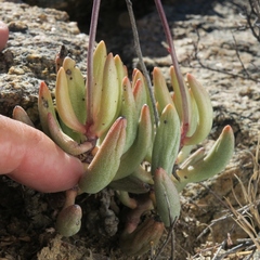 Adromischus filicaulis