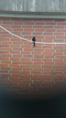 Dicrurus macrocercus harterti