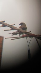 Dendrocitta formosae formosae