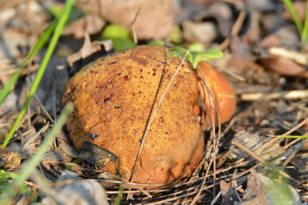 Calvatia rubroflava · June 2023 · photo: © andreaargentinat (iNaturalist, cc-by)