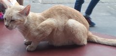 Felis catus