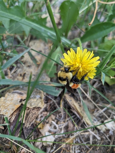 Hunt's Bumble Bee