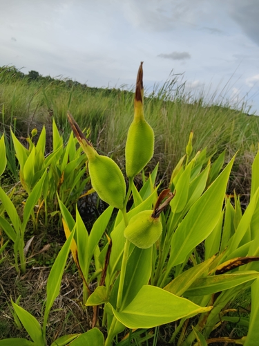 Image of Canna flaccida by (c) Siddarth Machado, some rights reserved (CC BY)