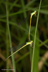 Ceriagrion fallax