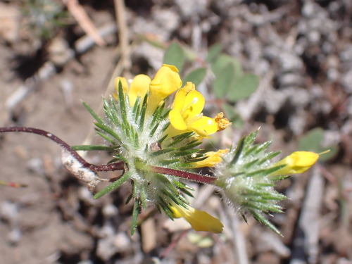Image of Navarretia prolifera by no rights reserved