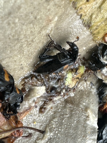 Roundneck Sexton Beetle photo 3