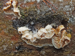 Skeletocutis amorpha