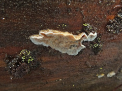 Skeletocutis amorpha