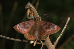 Ephyriades brunnea