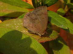 Arhopala japonica
