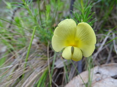 Gompholobium ecostatum