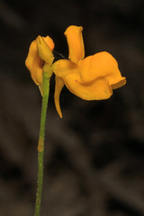 Utricularia cornuta image
