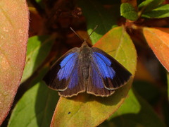 Arhopala japonica