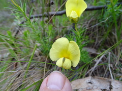 Gompholobium ecostatum