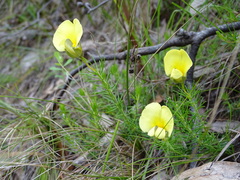 Gompholobium ecostatum