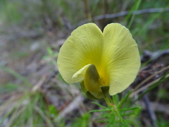 Gompholobium ecostatum