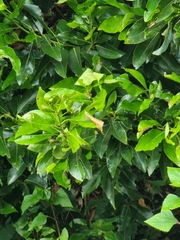 Laurus novocanariensis image