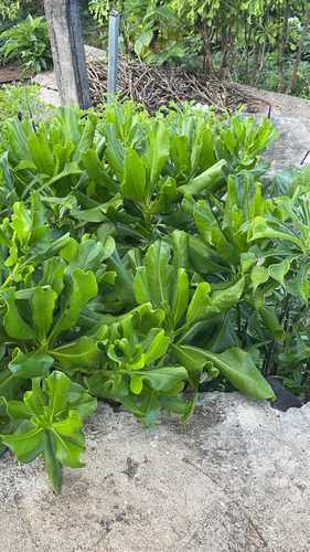 Scaevola taccada observed 2023-06-19