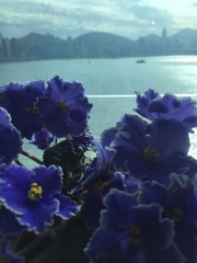 Streptocarpus ionanthus