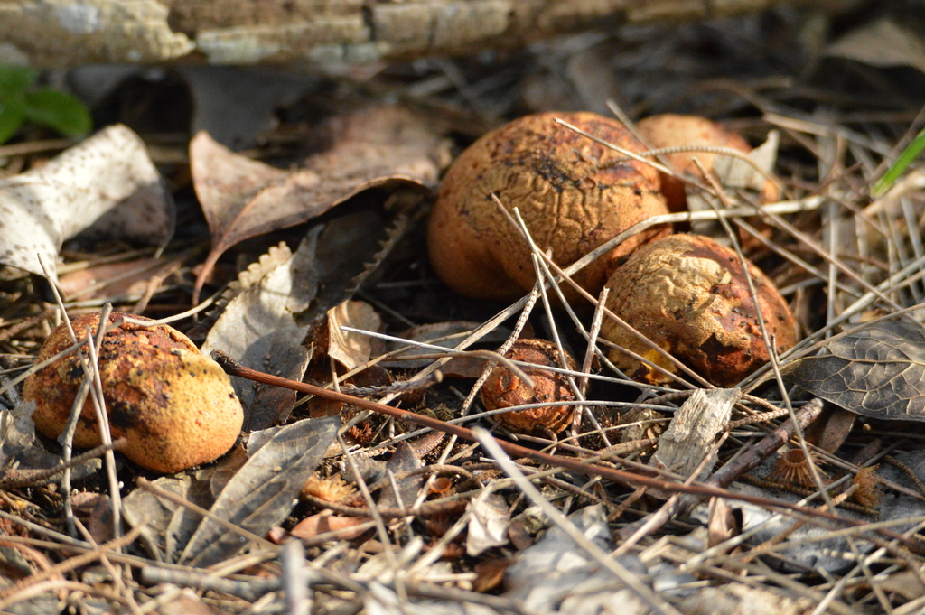 Calvatia rubroflava · June 2023 · photo: © andreaargentinat (iNaturalist, cc-by)