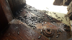 Macchiademus diplopterus