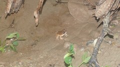 Pristimantis malkini