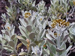 Helichrysum obconicum image