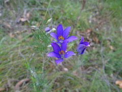 Cheiranthera alternifolia