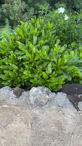 Scaevola taccada observed 2023-06-19