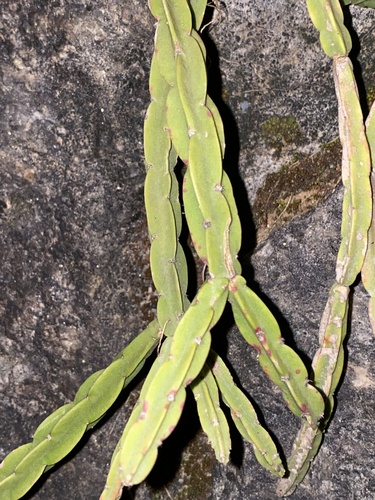 Rhipsalis pentaptera, photograph 6