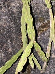 Rhipsalis pentaptera, photograph (c) Pedro Alvaro Neves, some rights reserved (CC BY)