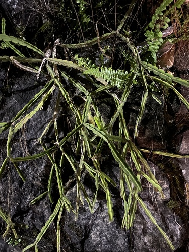 Rhipsalis pentaptera, photograph 5