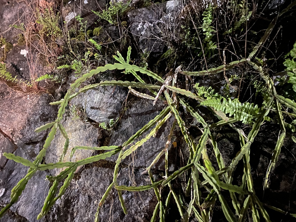 Rhipsalis pentaptera; photograph (c) Pedro Alvaro Neves, some rights reserved (CC BY)