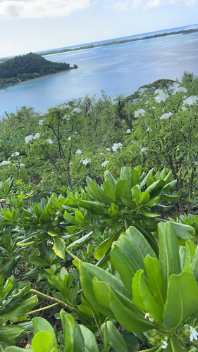Scaevola taccada observed 2023-06-19