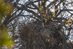 Haliaeetus leucocephalus