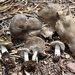 Tricholoma triste - Photo (c) Taye Bright, some rights reserved (CC BY-NC), uploaded by Taye Bright
