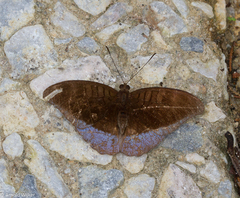Tanaecia godartii asoka