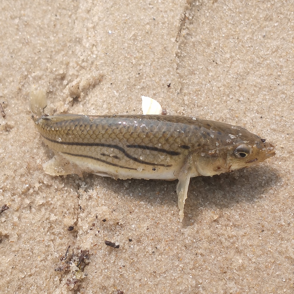 Striped Killifish from Worcester County, MD, USA on June 19, 2023 at 03 ...